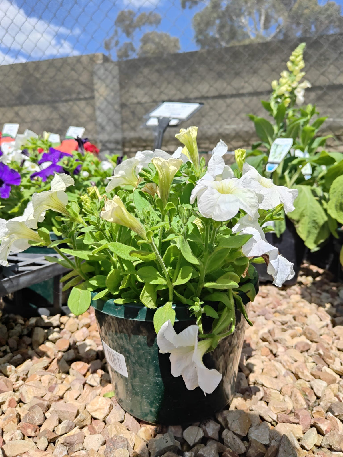 PL0082 Common Petunia, Petunia hybrida, 矮牵牛, 20 cm Pot