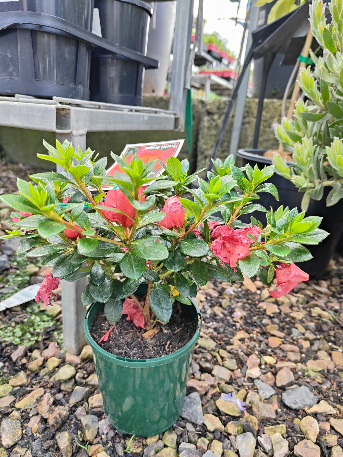 PL0075 Azalea, Azalea hybrida Scarlet Dragon, 杜鹃花, 12 cm Pot