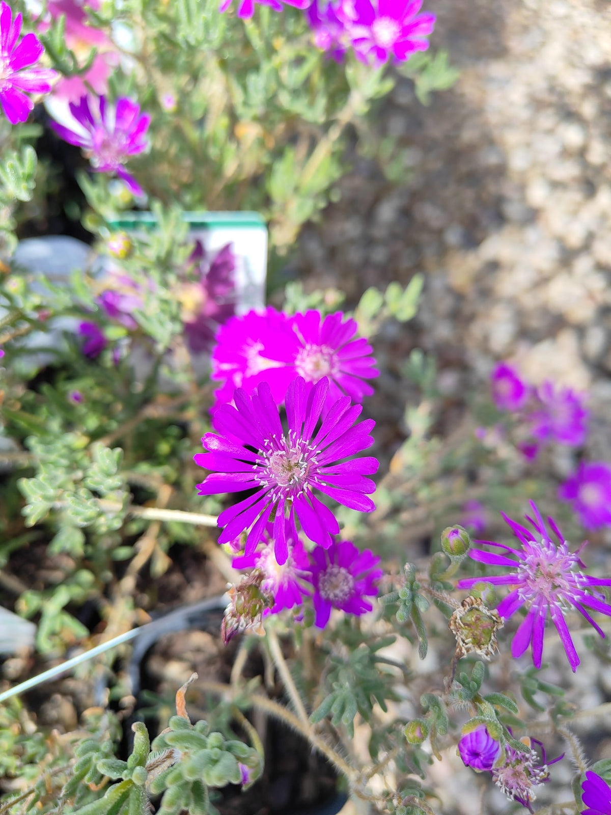 PL0085 Karkalla, Native Pigface, Carpobrotus rossii, 澳洲海滨番杏, 7 cm Pot
