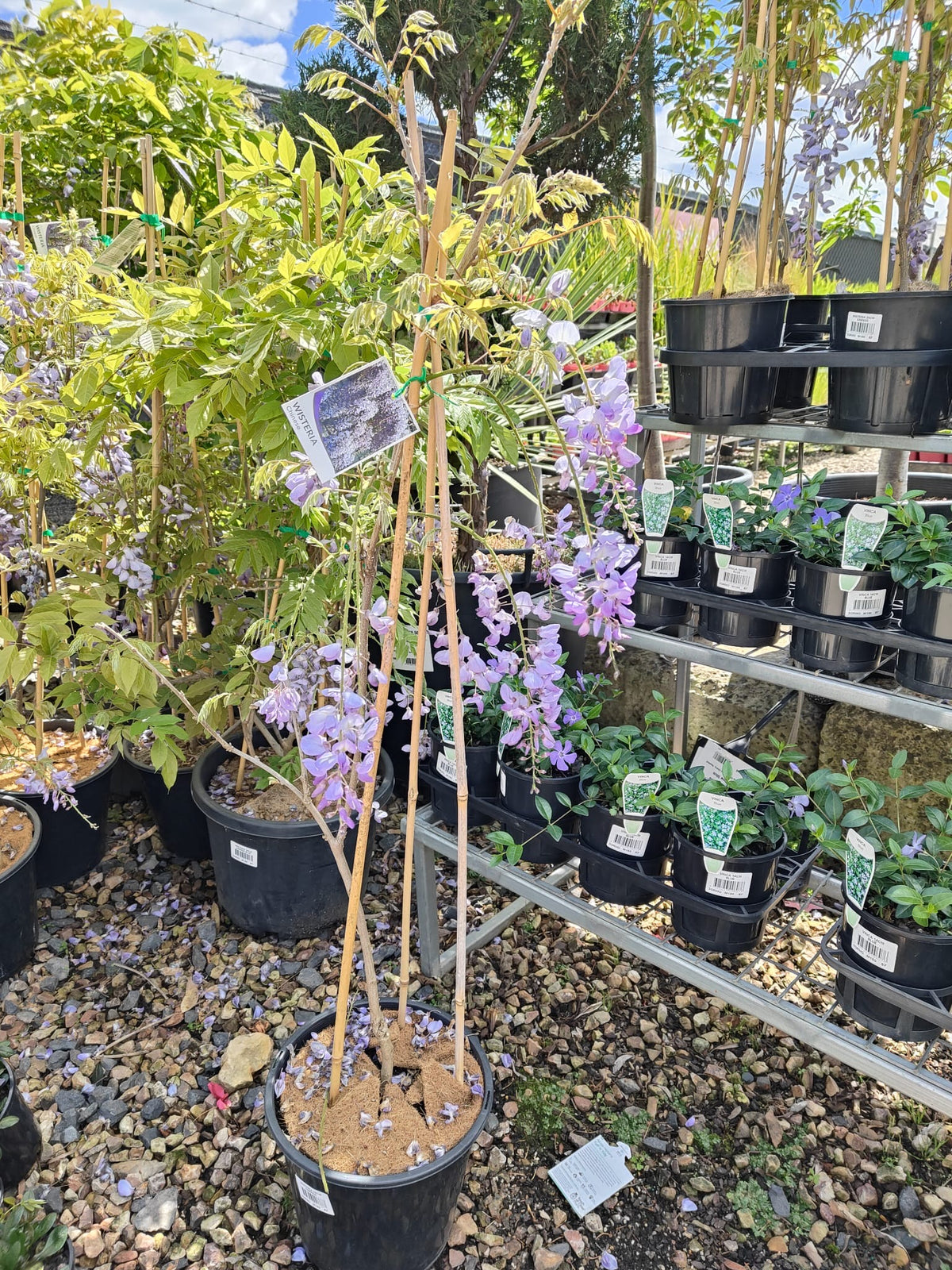 PL0076 Chinese Wisteria, Wisteria sinensis, 紫藤／中国紫藤, 25 cm Pot