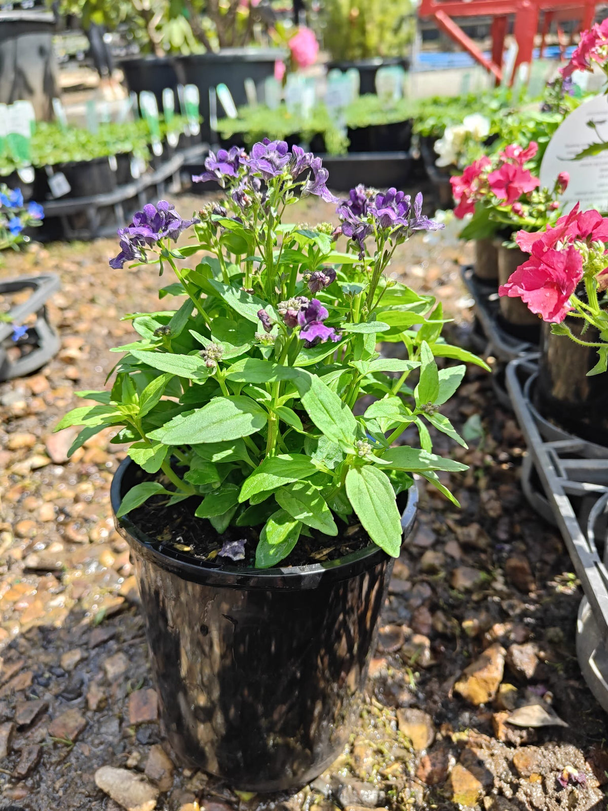 PL0081 Mauve Nemesia, Nemesia fruticans Nesia, 龙面花, 14 cm Pot