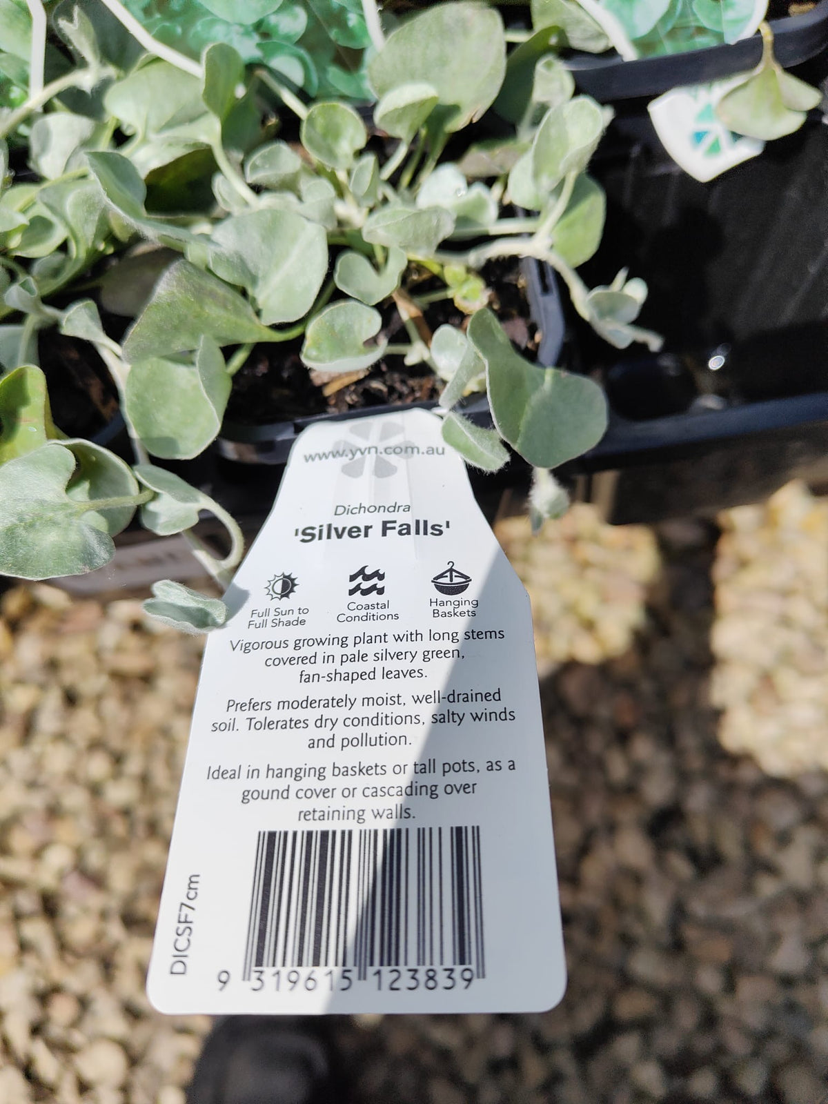 PL0092 Dichondra, Silver Falls, Dichondra argentea Silver Falls 银瀑木 银叶马蹄金, 7 cm pot