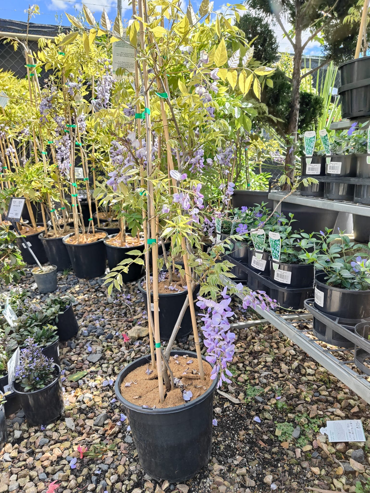 PL0076 Chinese Wisteria, Wisteria sinensis, 紫藤／中国紫藤, 25 cm Pot