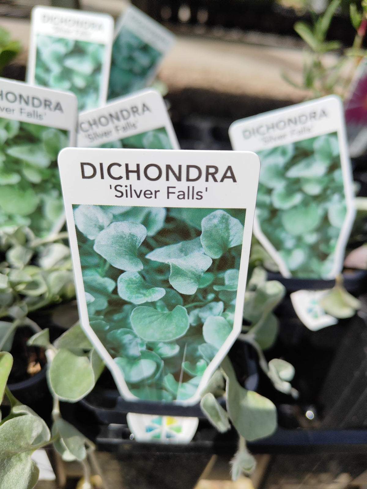 PL0092 Dichondra, Silver Falls, Dichondra argentea Silver Falls 银瀑木 银叶马蹄金, 7 cm pot