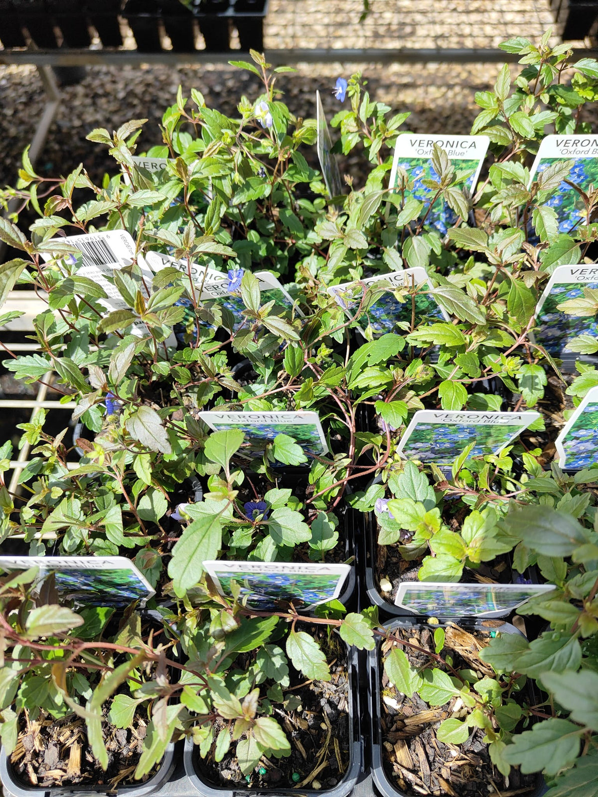 PL0090 Creeping Speedwell, Veronica umbrosa Oxford Blue, 匍匐婆婆纳, 7 cm Pot