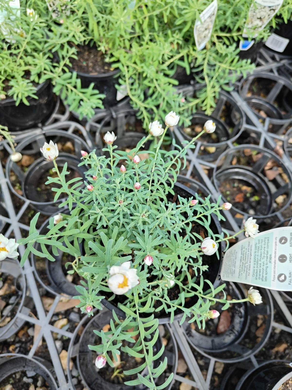 PL0080 Paper Daisy, Chamomile Sunray, Rhodanthe anthemoides, 纸雏菊, 14 cm Pot