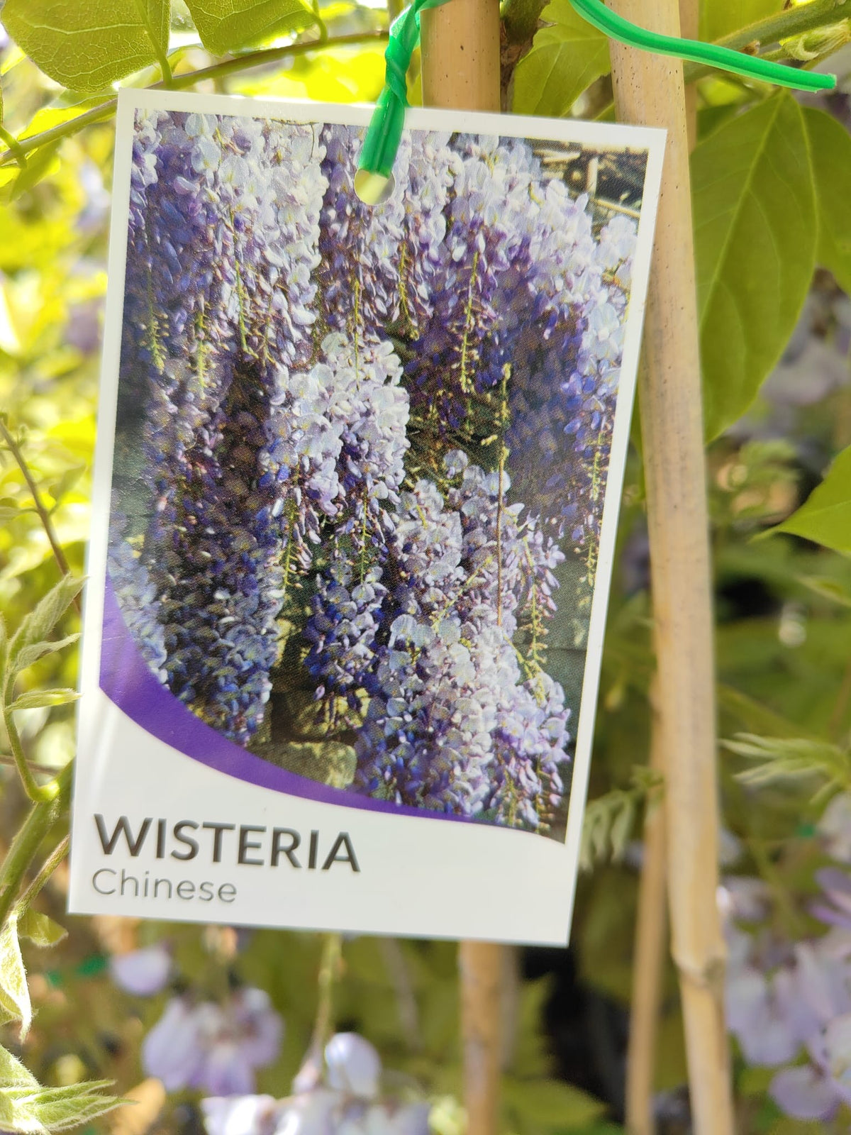 PL0076 Chinese Wisteria, Wisteria sinensis, 紫藤／中国紫藤, 25 cm Pot