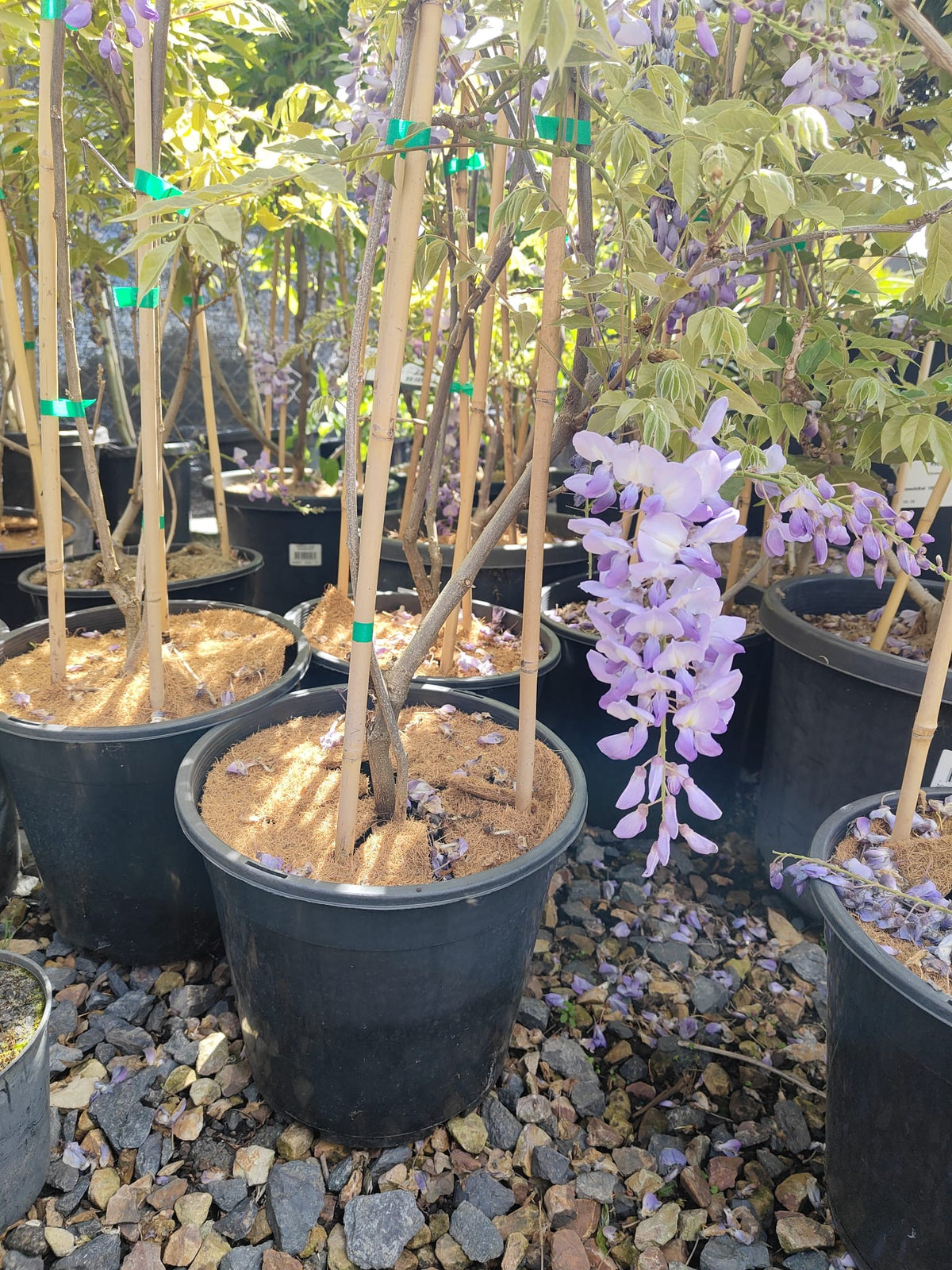 PL0076 Chinese Wisteria, Wisteria sinensis, 紫藤／中国紫藤, 25 cm Pot