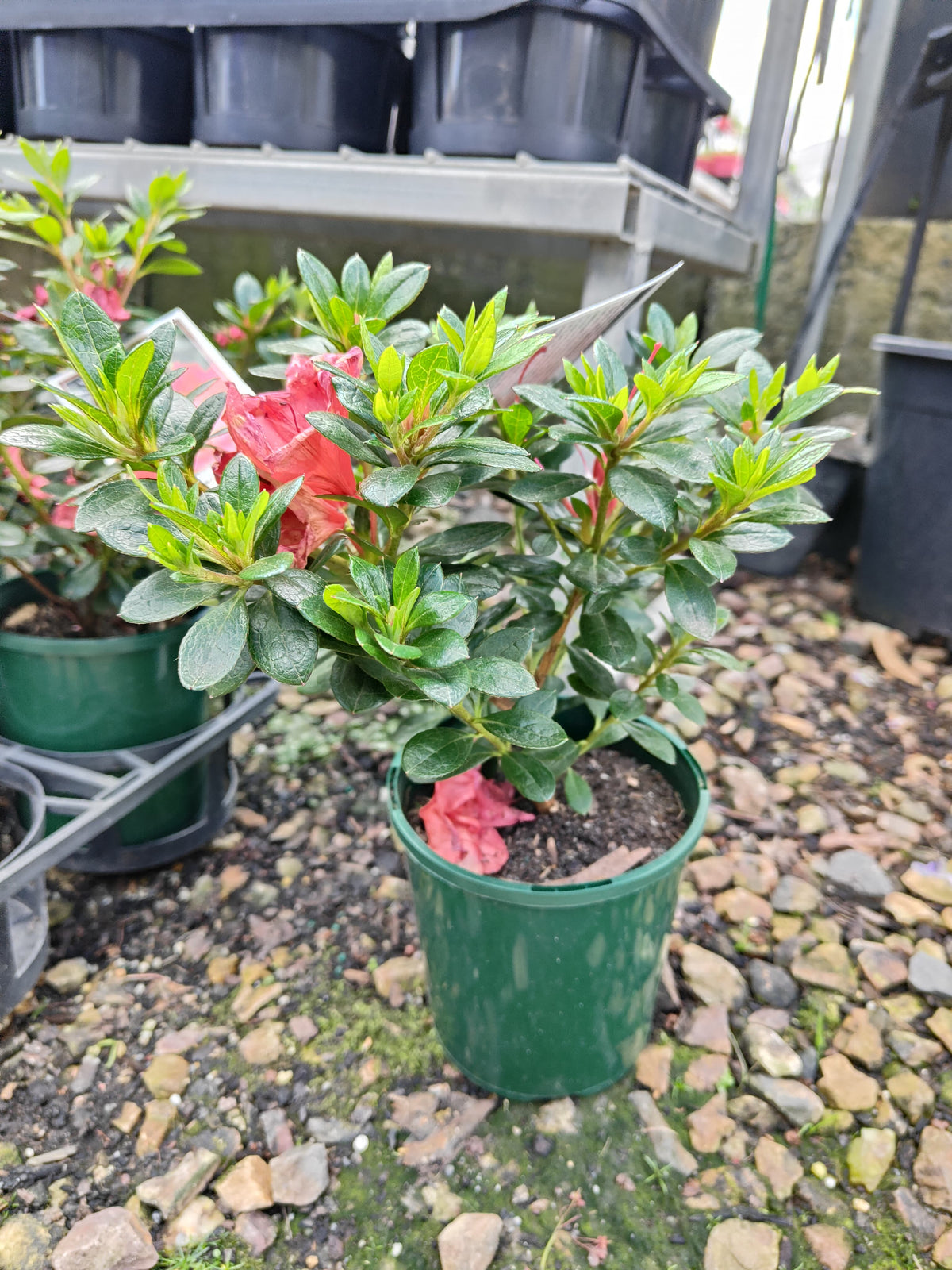 PL0075 Azalea, Azalea hybrida Scarlet Dragon, 杜鹃花, 12 cm Pot