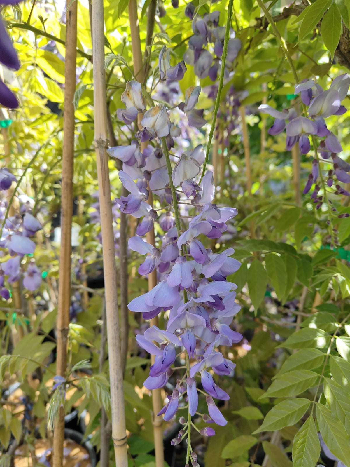 PL0076 Chinese Wisteria, Wisteria sinensis, 紫藤／中国紫藤, 25 cm Pot