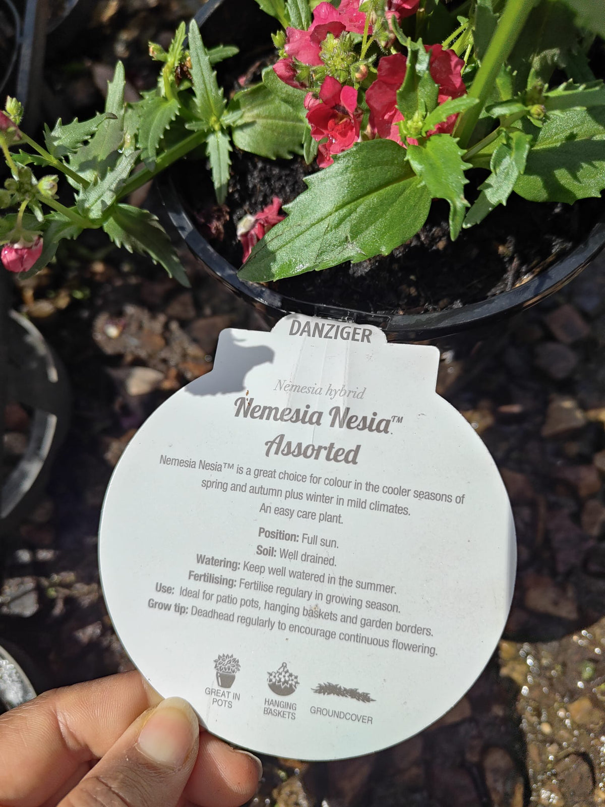 PL0081 Mauve Nemesia, Nemesia fruticans Nesia, 龙面花, 14 cm Pot