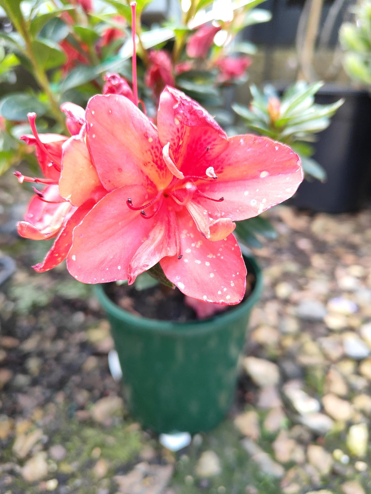 PL0075 Azalea, Azalea hybrida Scarlet Dragon, 杜鹃花, 12 cm Pot