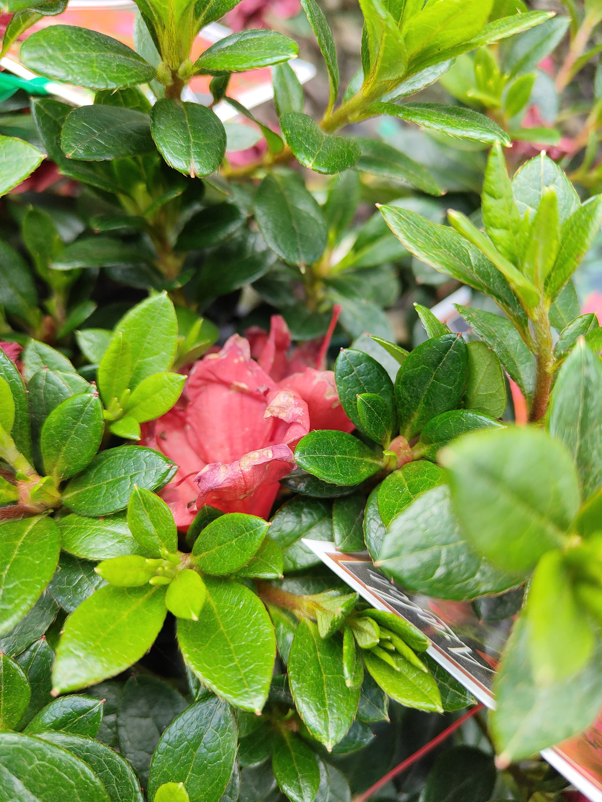 PL0075 Azalea, Azalea hybrida Scarlet Dragon, 杜鹃花, 12 cm Pot