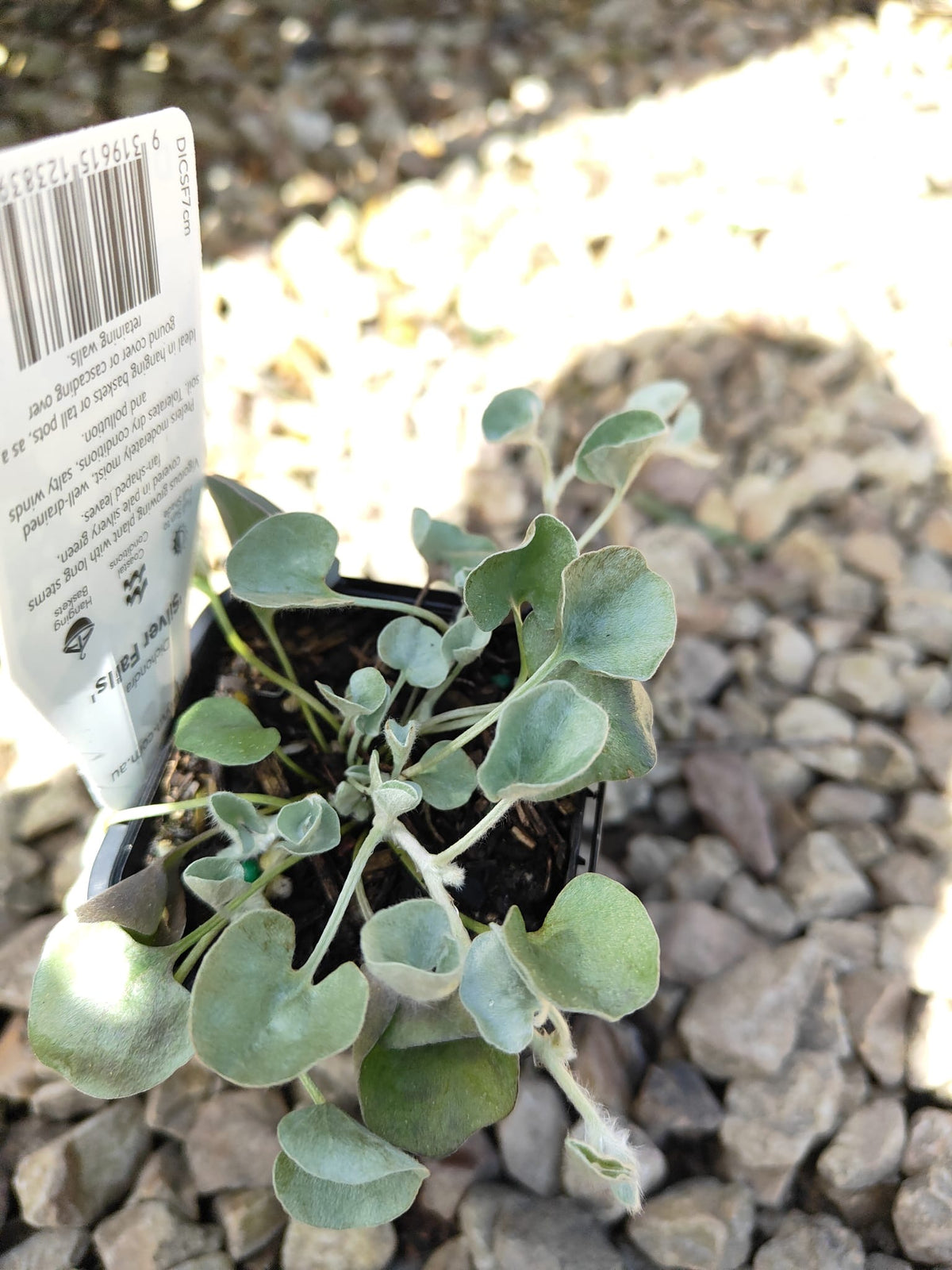 PL0092 Dichondra, Silver Falls, Dichondra argentea Silver Falls 银瀑木 银叶马蹄金, 7 cm pot