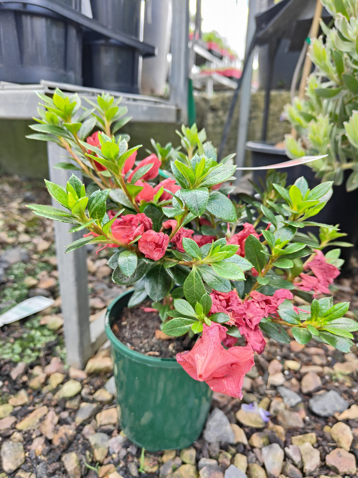 PL0075 Azalea, Azalea hybrida Scarlet Dragon, 杜鹃花, 12 cm Pot