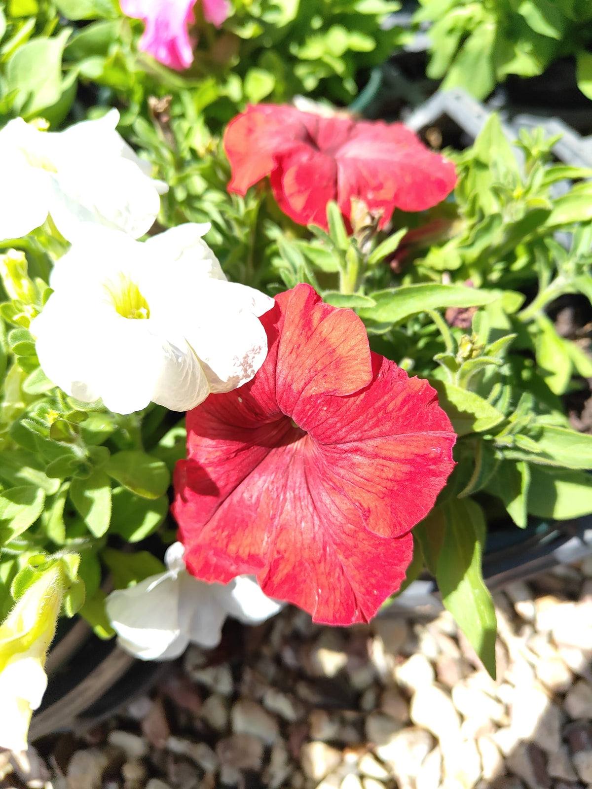 PL0082 Common Petunia, Petunia hybrida, 矮牵牛, 20 cm Pot