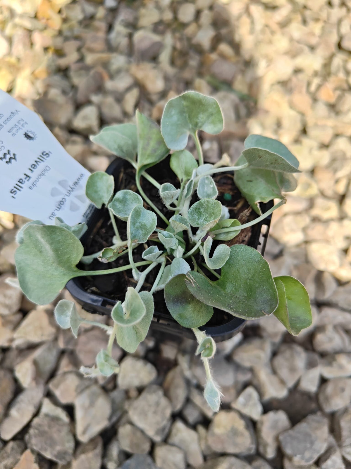 PL0092 Dichondra, Silver Falls, Dichondra argentea Silver Falls 银瀑木 银叶马蹄金, 7 cm pot