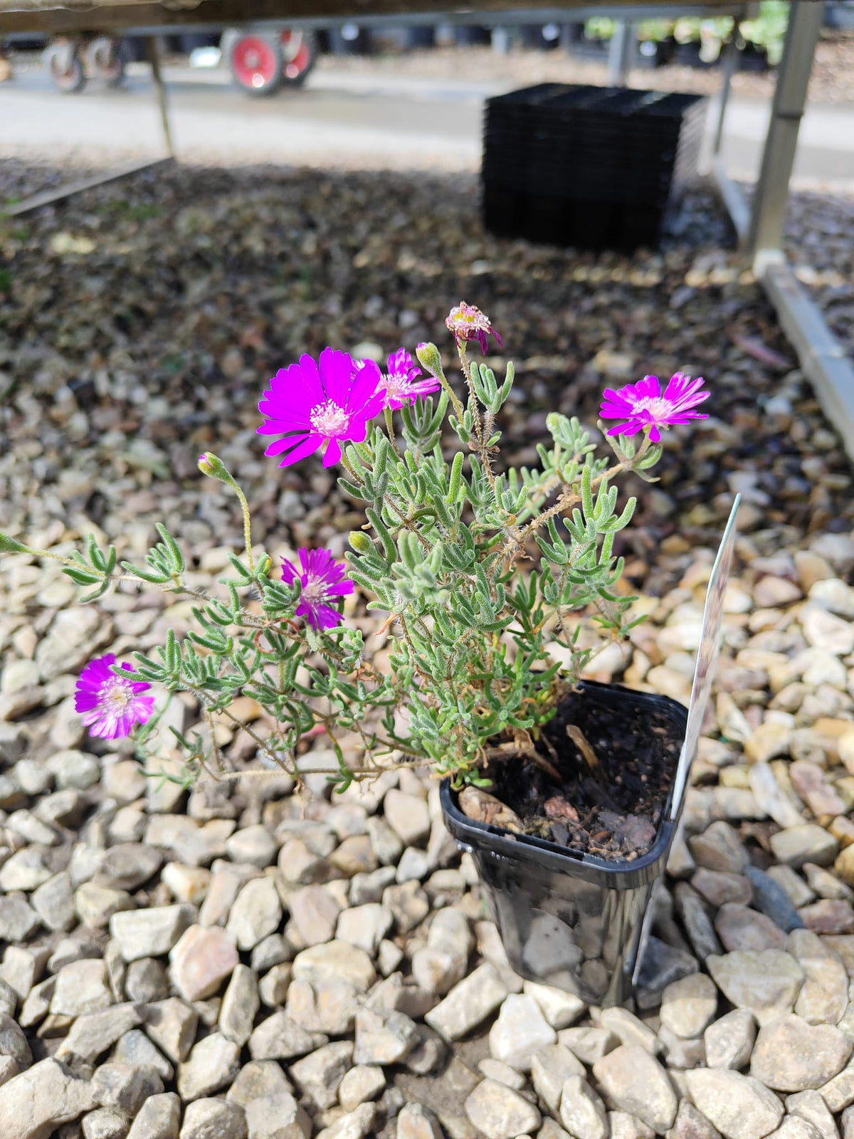 PL0085 Karkalla, Native Pigface, Carpobrotus rossii, 澳洲海滨番杏, 7 cm Pot