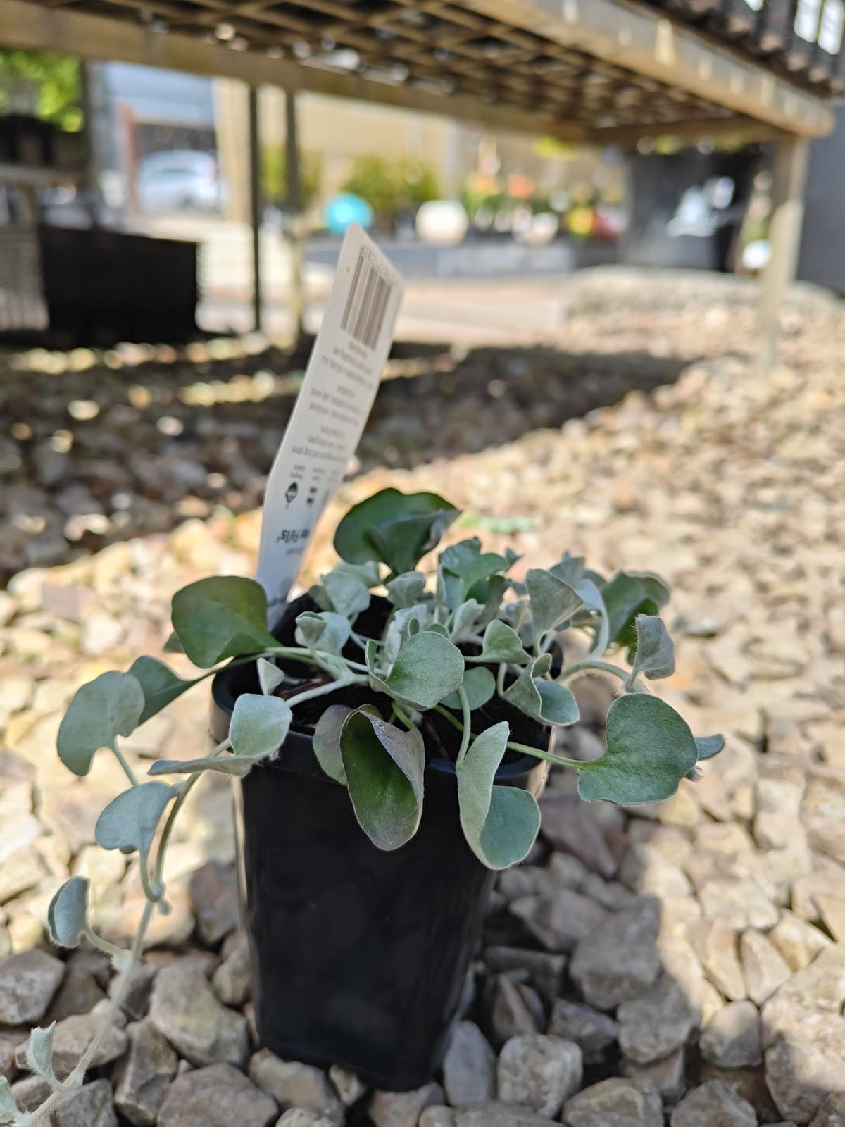 PL0092 Dichondra, Silver Falls, Dichondra argentea Silver Falls 银瀑木 银叶马蹄金, 7 cm pot