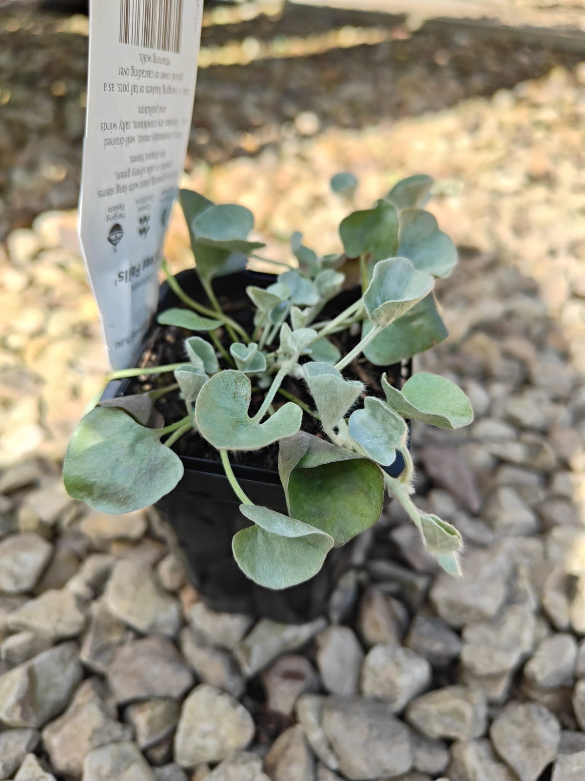 PL0092 Dichondra, Silver Falls, Dichondra argentea Silver Falls 银瀑木 银叶马蹄金, 7 cm pot