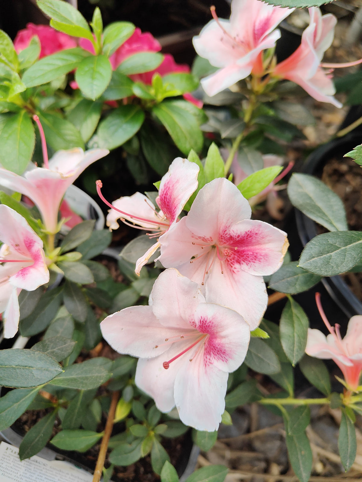 PL0075 Azalea, Azalea hybrida Scarlet Dragon, 杜鹃花, 12 cm Pot