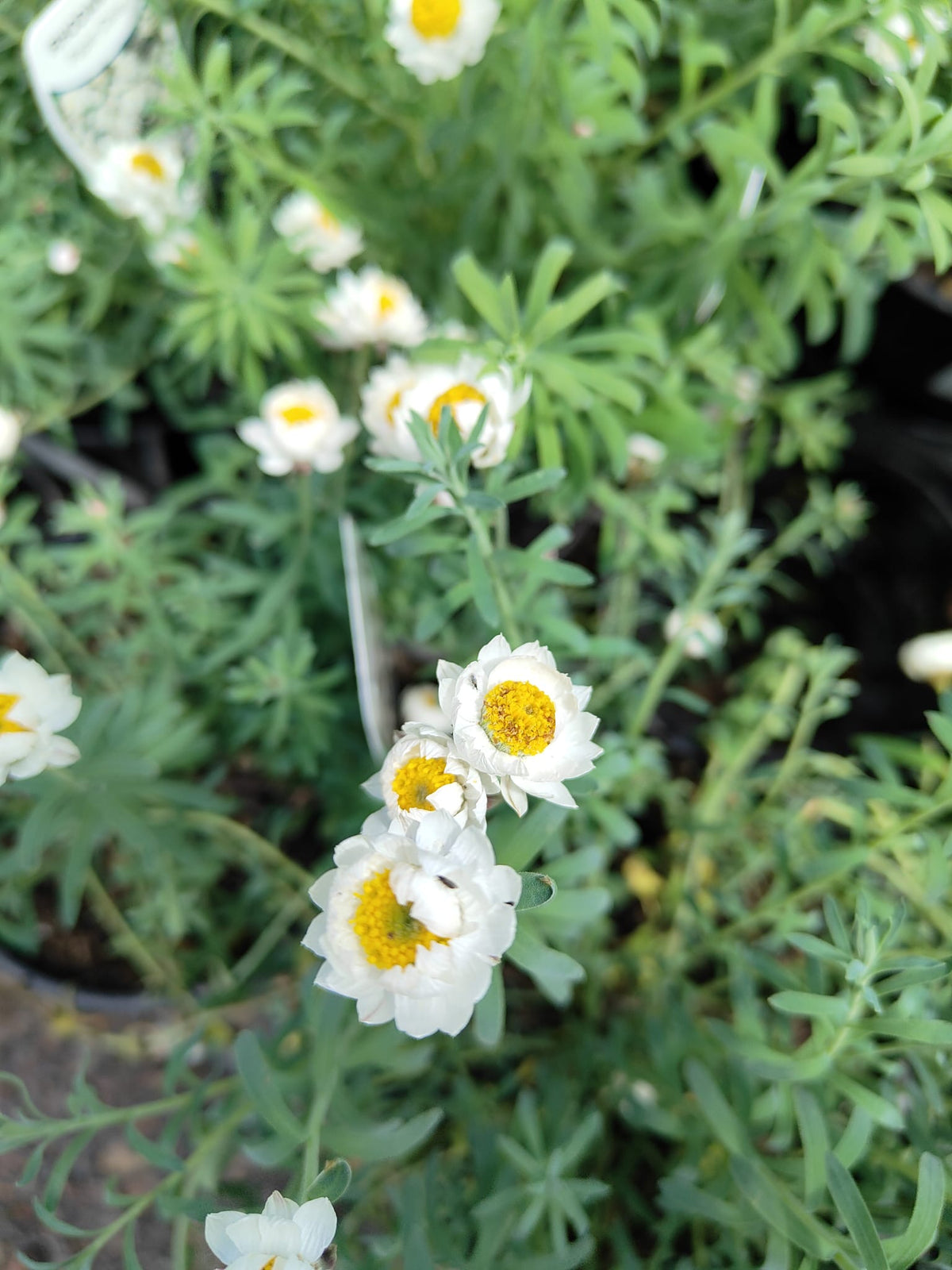 PL0080 Paper Daisy, Chamomile Sunray, Rhodanthe anthemoides, 纸雏菊, 14 cm Pot