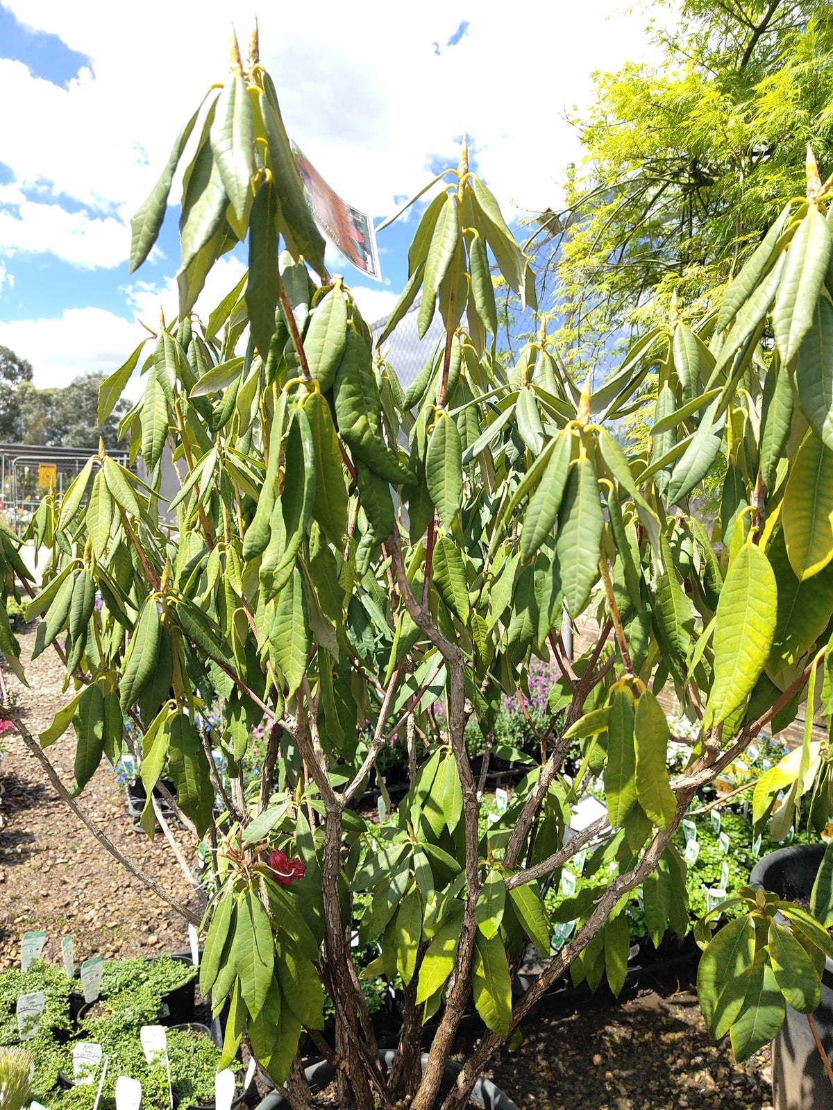 PL0079 Rhododendron, Rhododendron hybrida, 杂交杜鹃, 40 cm Pot