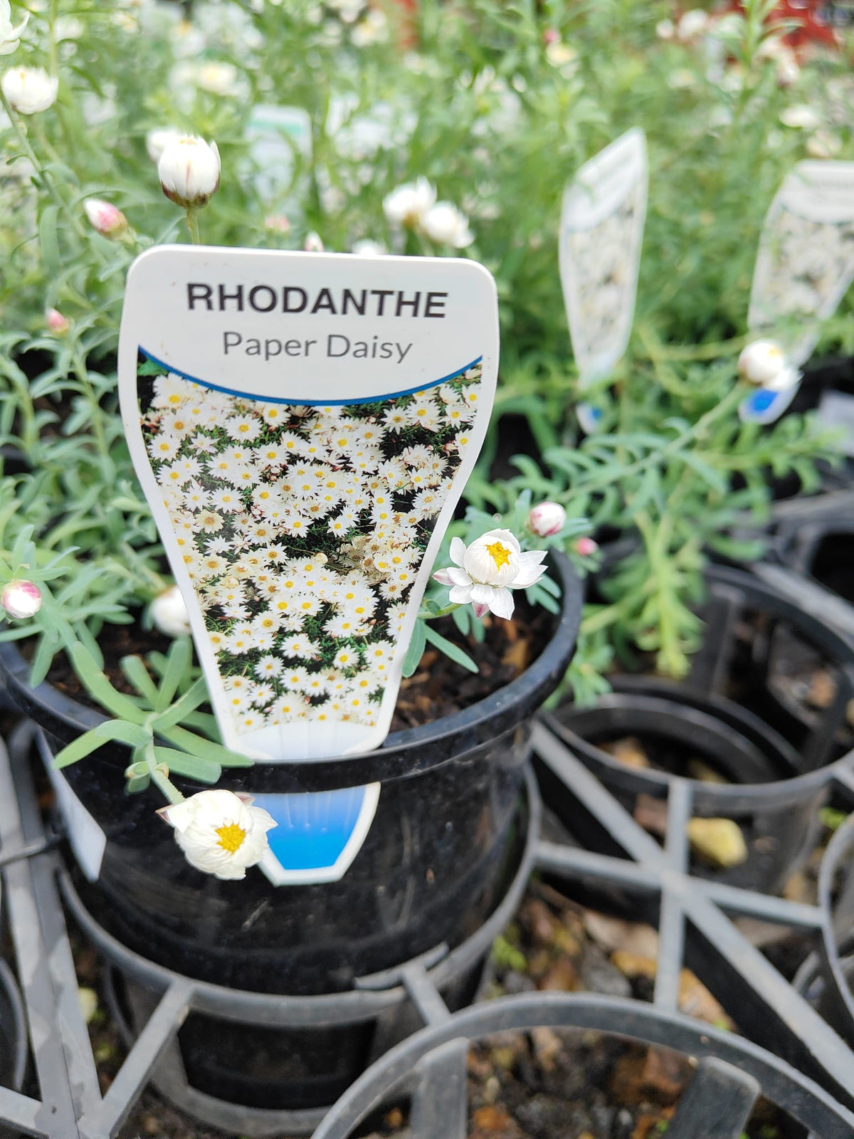 PL0080 Paper Daisy, Chamomile Sunray, Rhodanthe anthemoides, 纸雏菊, 14 cm Pot