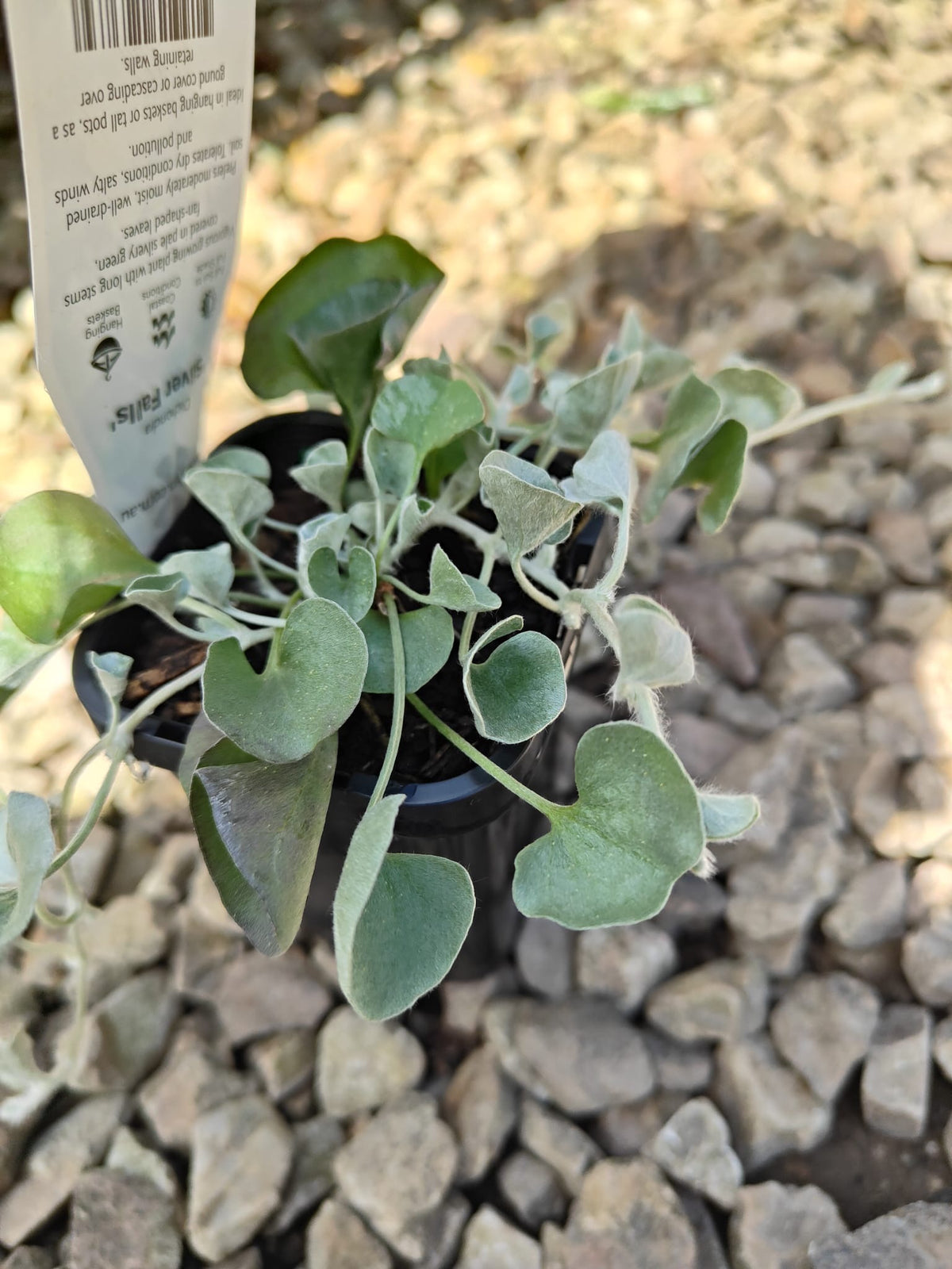 PL0092 Dichondra, Silver Falls, Dichondra argentea Silver Falls 银瀑木 银叶马蹄金, 7 cm pot