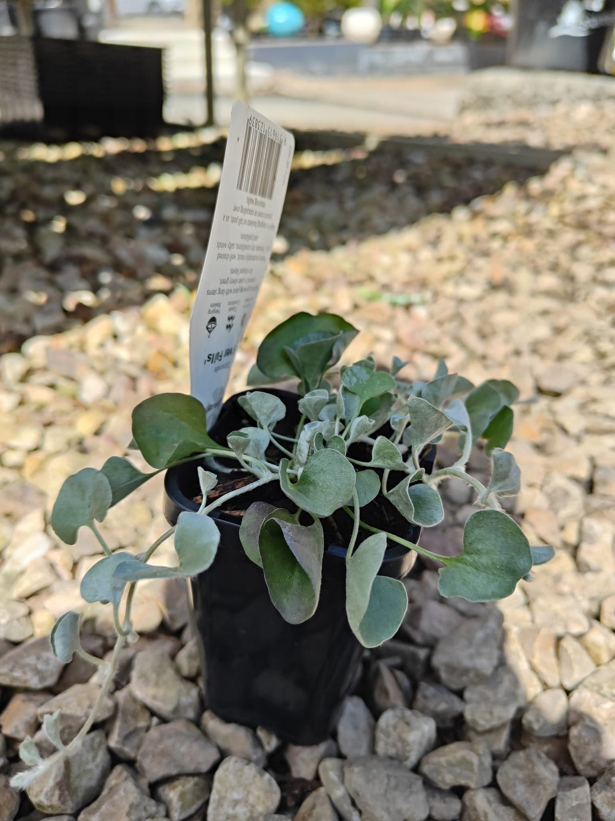 PL0092 Dichondra, Silver Falls, Dichondra argentea Silver Falls 银瀑木 银叶马蹄金, 7 cm pot