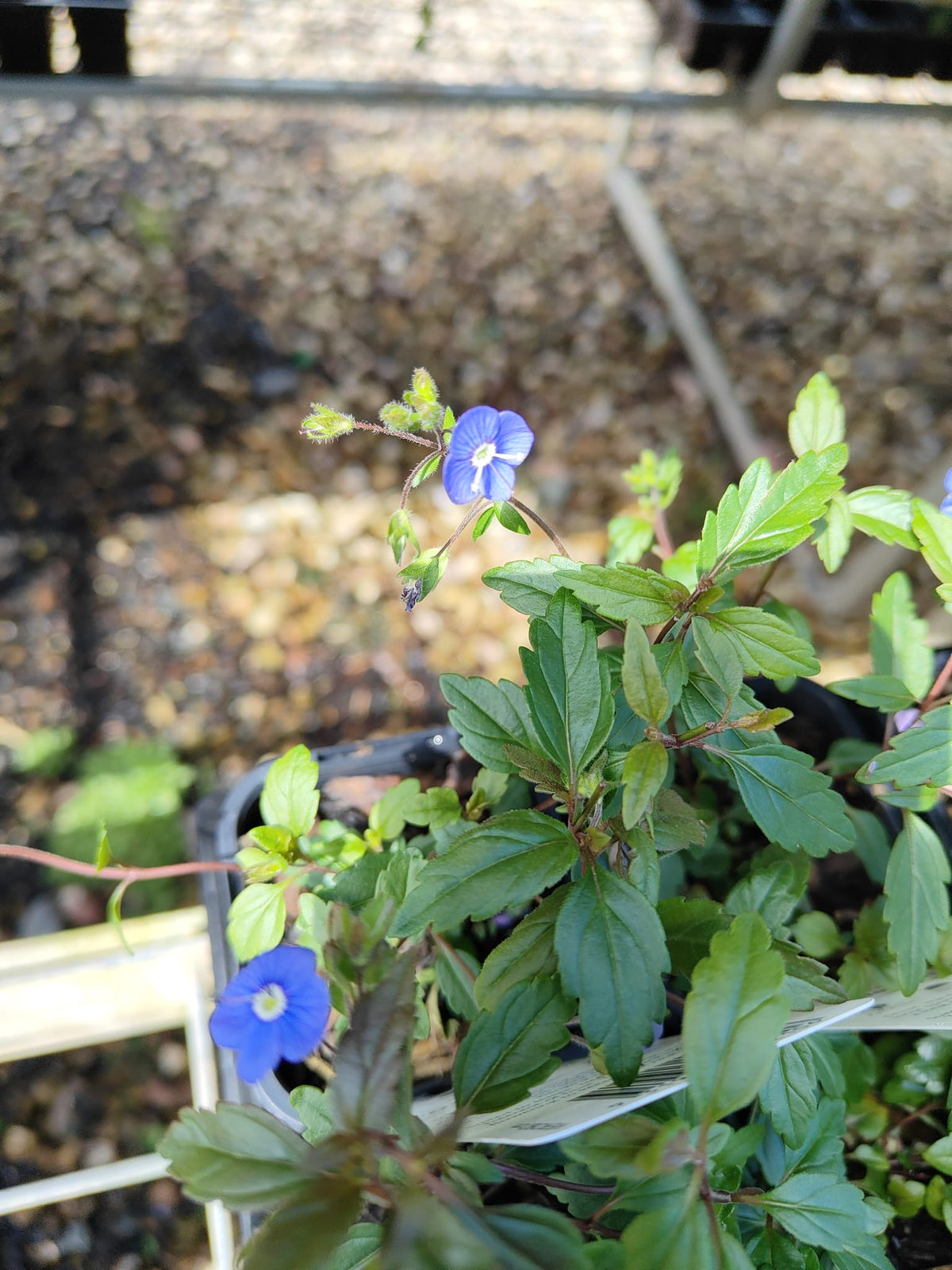 PL0090 Creeping Speedwell, Veronica umbrosa Oxford Blue, 匍匐婆婆纳, 7 cm Pot