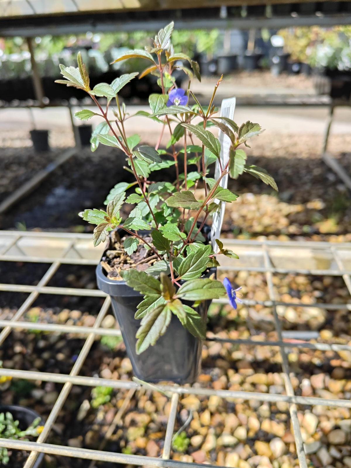 PL0090 Creeping Speedwell, Veronica umbrosa Oxford Blue, 匍匐婆婆纳, 7 cm Pot