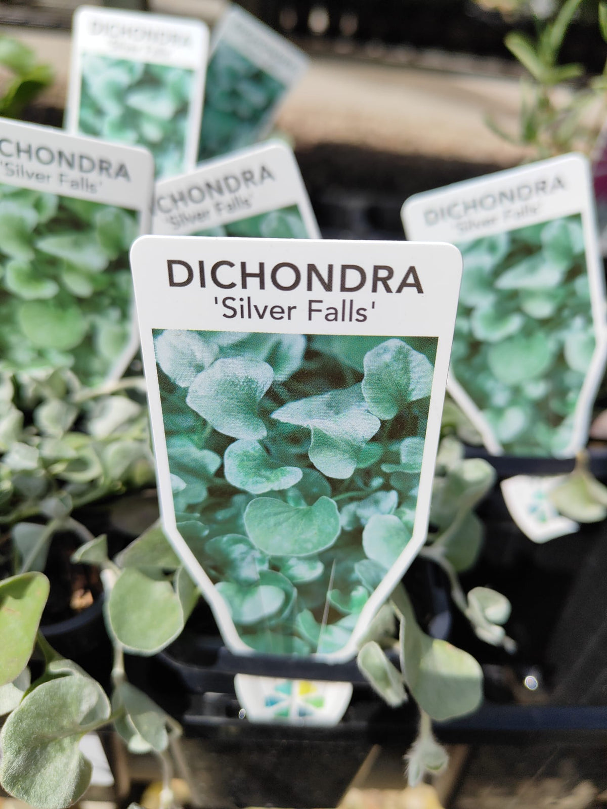PL0092 Dichondra, Silver Falls, Dichondra argentea Silver Falls 银瀑木 银叶马蹄金, 7 cm pot