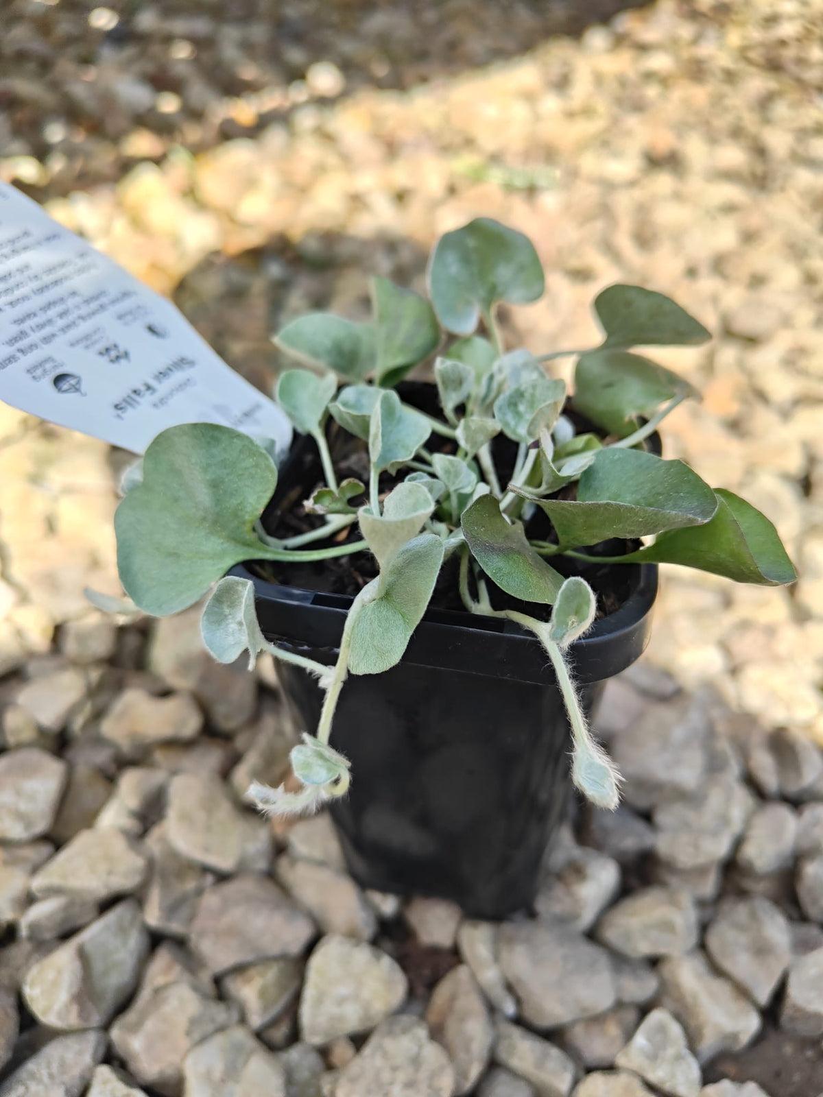 PL0092 Dichondra, Silver Falls, Dichondra argentea Silver Falls 银瀑木 银叶马蹄金, 7 cm pot