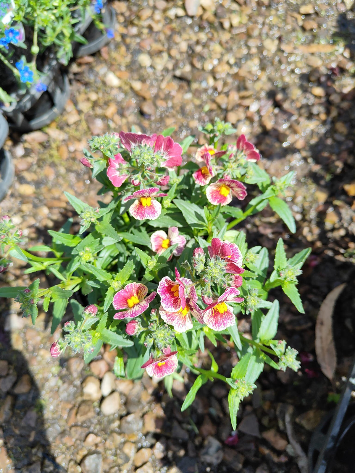 PL0081 Mauve Nemesia, Nemesia fruticans Nesia, 龙面花, 14 cm Pot