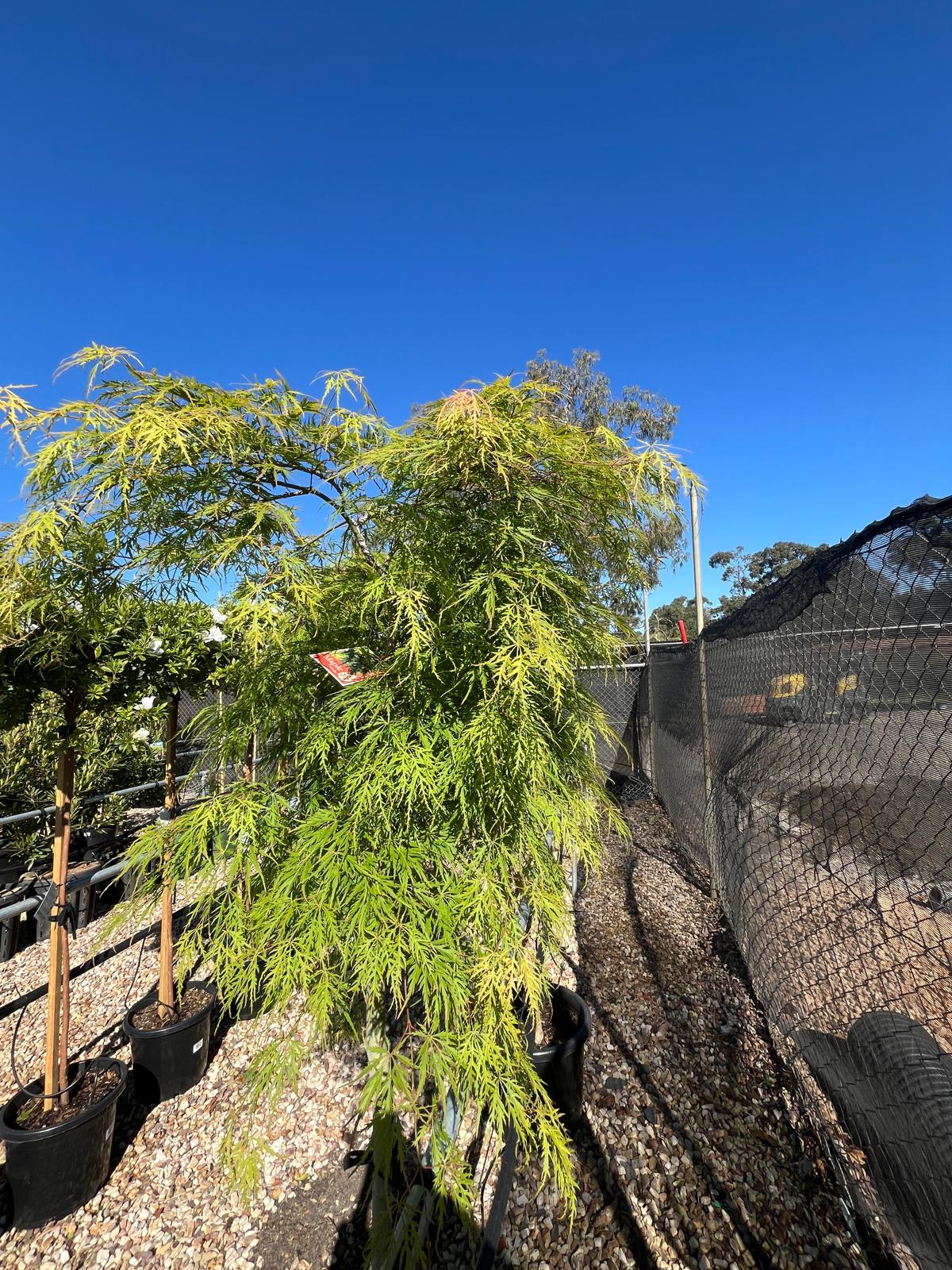 PL0121 Weeping Japanese Maple, Acer palmatum Dissectum Viridis, 垂枝日本枫, 40 cm Pot